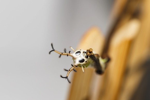 Close up face caterpillar of common pasha butterly ( Herona marathus ) resting on twi