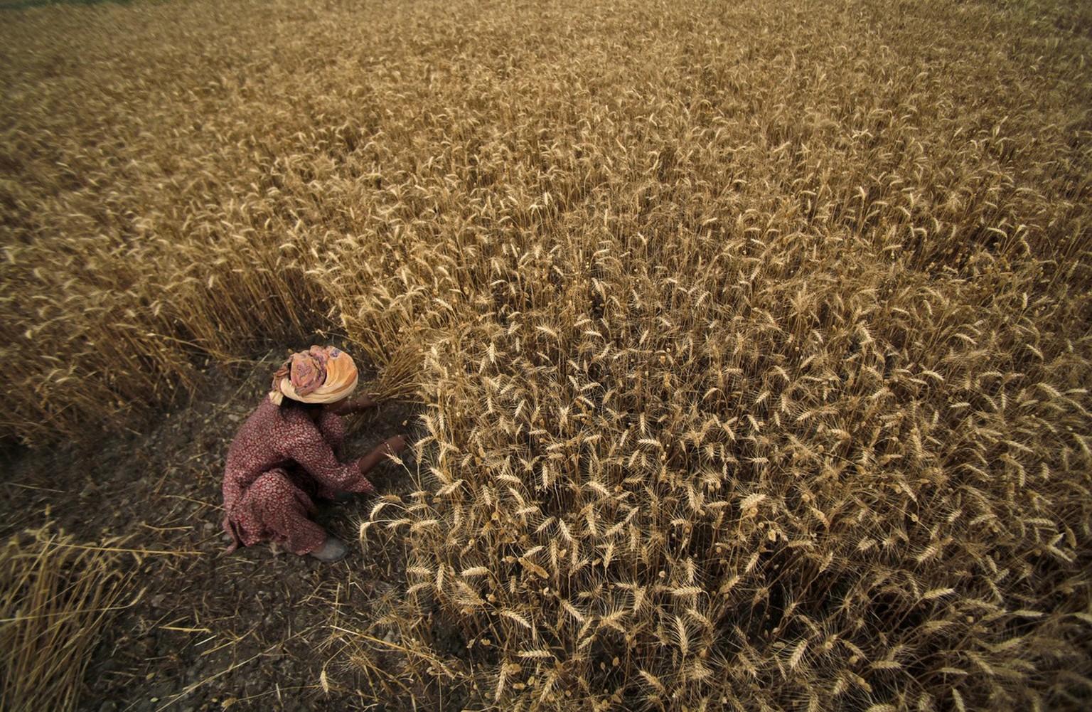 Eine indische Bäuerin erntet Weizen am Rande von Jammu, Indien, aufgenommen am 4. Mai 2012. 
