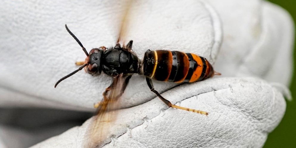 Für Menschen ist die asiatische Hornisse ungefährlich, für einheimische Honig- und Wildbienen jedoch eine Bedrohung: Nun wurde die asiatische Hornisse in Lüscherz und im Berner Jura gesichtet. Für Bie ...