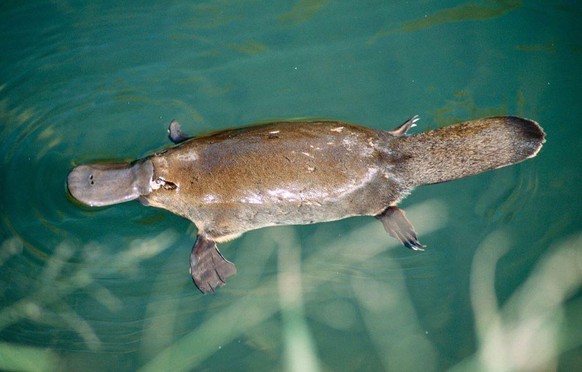 cute news animal tier platypus australien

https://imgur.com/t/platypus/zJR6Upt