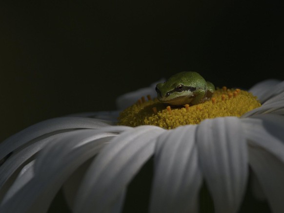 World Nature Photography Awards 2021: Behaviour - Amphibians and Reptiles, 1. Platz, Shayne Kaye, Canada. Pacific tree frog, Canada.