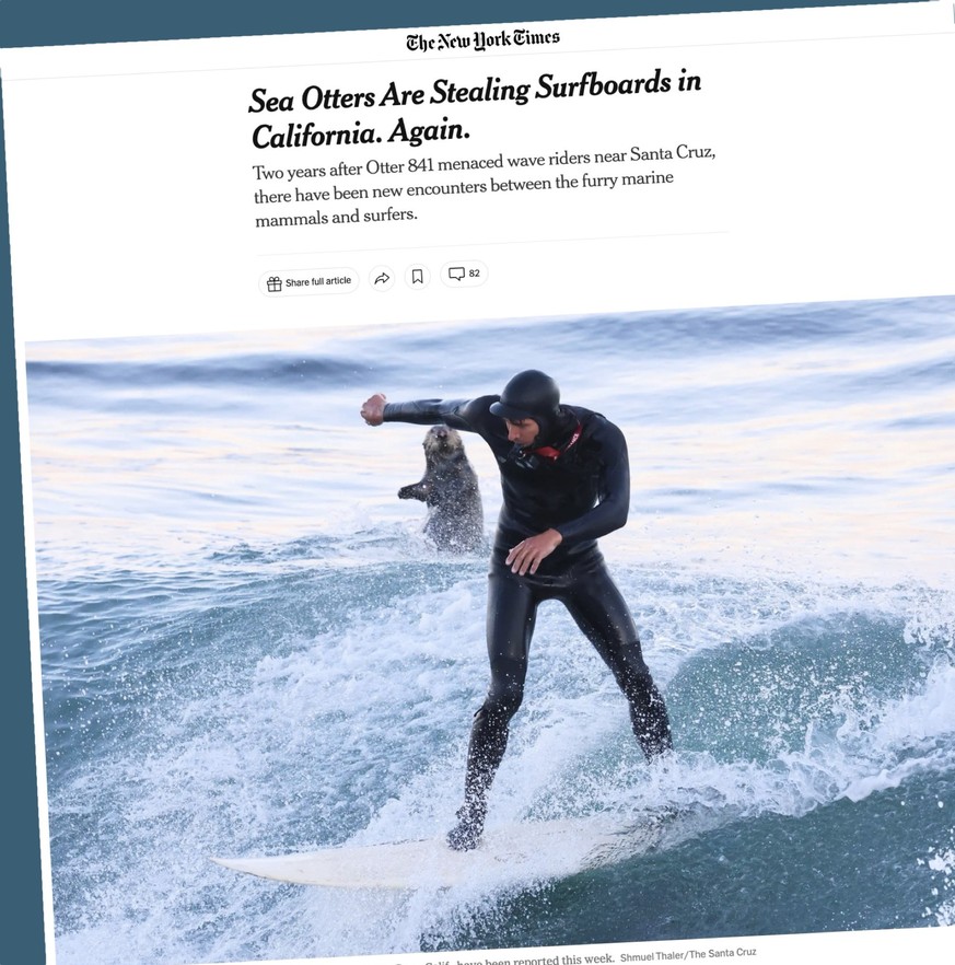 Screenshot zu einem Bericht der New York Times über Seeotter, die Surfbretter in Kalifornien kapern (Oktober 2025)