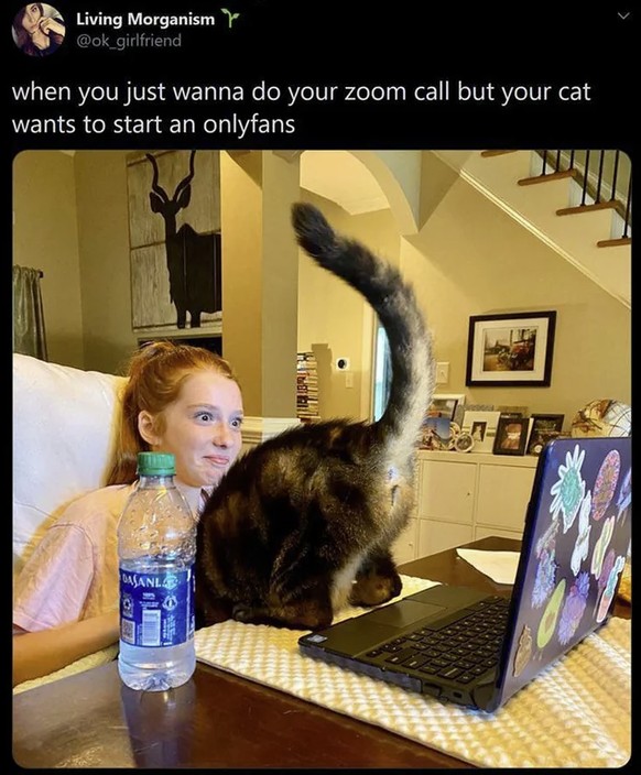 Lustige Memes für Cute News: Katze am Laptop