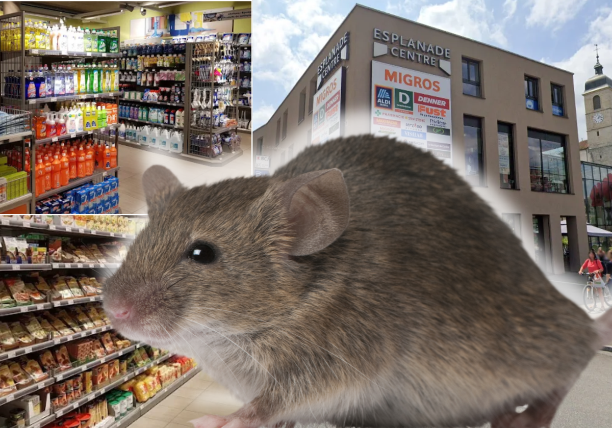 Des souris se baladent à la Migros L'esplanade de Porrentruy- "On va durcir la lutte"