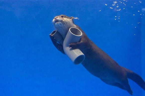 Auch wenn er nicht der beste Klempner zu sein scheint, da alles unter Wasser steht ... 