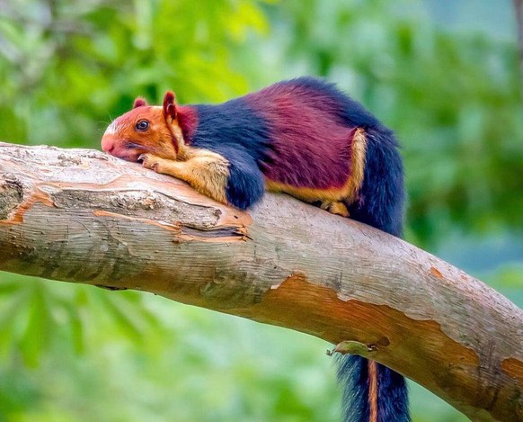 Normale Tiere und andere Dinge in besonderen Farben und darum von besonderer Schönheit.