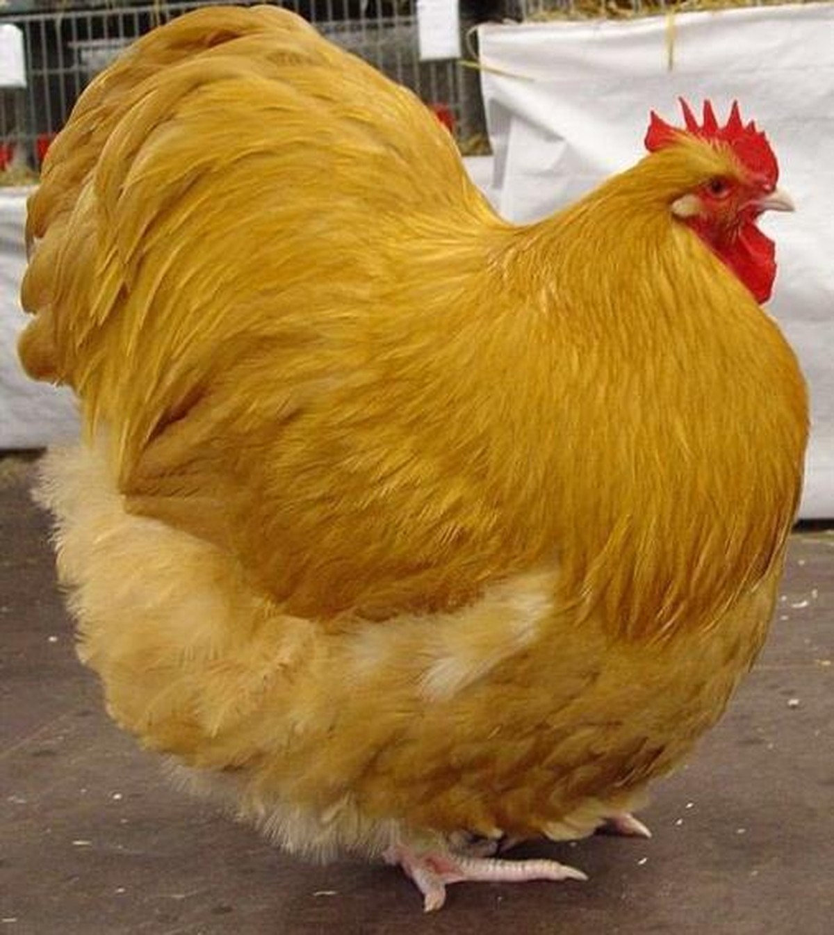 Huhnbiber