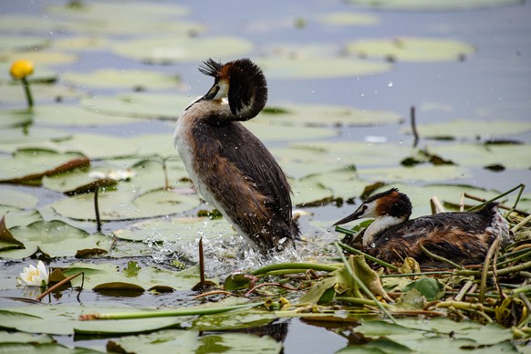 20.06.2021, Niedersachsen, Seeburg: Zwei Haubentaucher sitzen am bewachsenen Ufer des Seeburger See im Eichsfeld. Foto: Swen Pf�rtner/dpa +++ dpa-Bildfunk +++