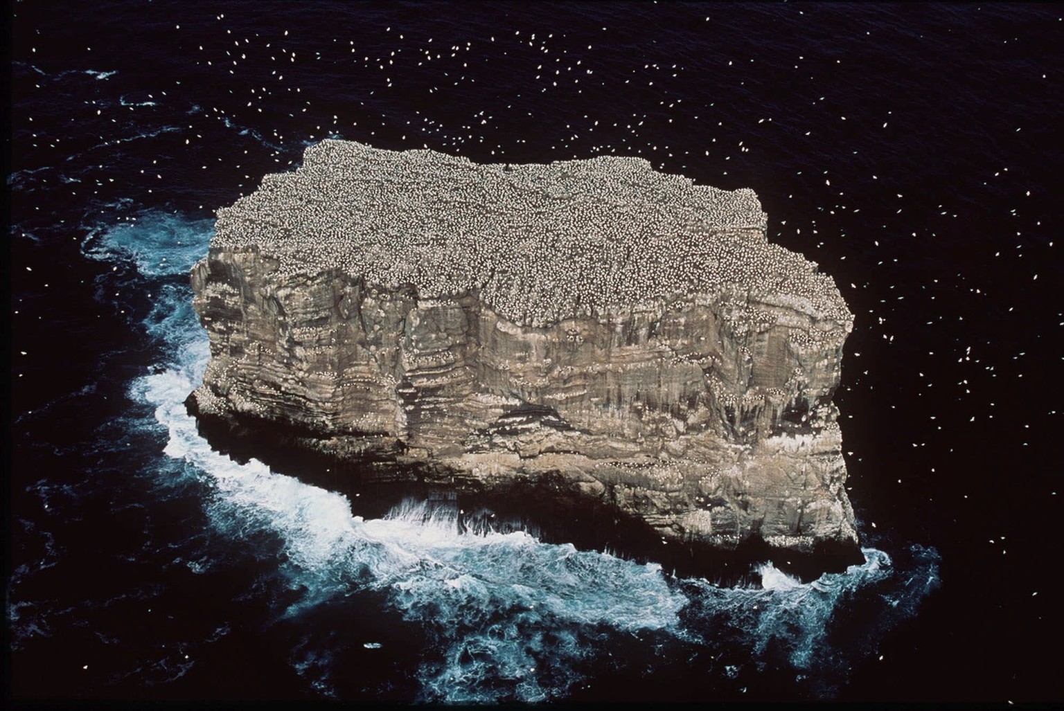 One of the world&#039;s largest colonies of gannet, which includes more than 40,000 birds, is seen on the isle of Eldey, nine miles south of the Islandic coast in this aerial photo, date unknown. The  ...