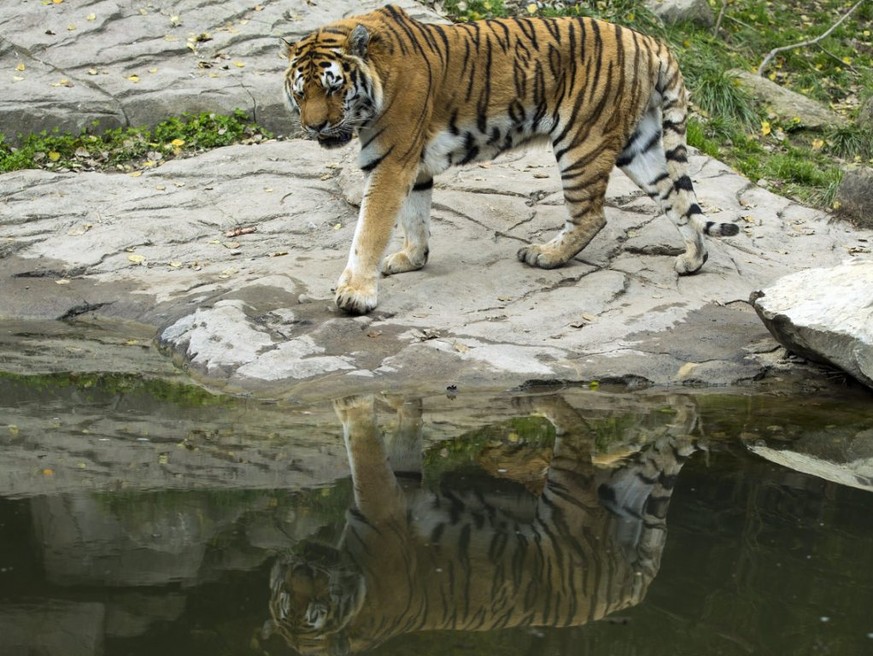 Ein Amurtiger im Zoo Z