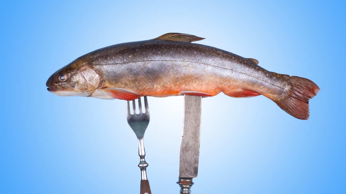 -Kassensturz-Sch-dliche-PFAS-Chemikalien-in-frisch-gefangenem-Schweizer-Fisch