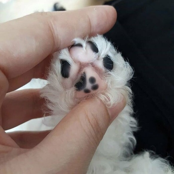 cute news tier pfote

https://www.reddit.com/r/mildlyinteresting/comments/98wzts/this_paw_has_a_small_paw_mark/
