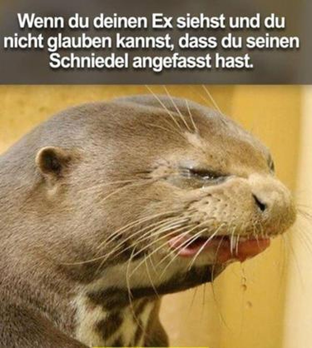Es hГ¶rt einfach nicht auf ... рџ¤·вЂЌв™ЂпёЏ PICDUMP!\n@Minigei
Hihi.. da fГ¤llt mir das dazu ein..