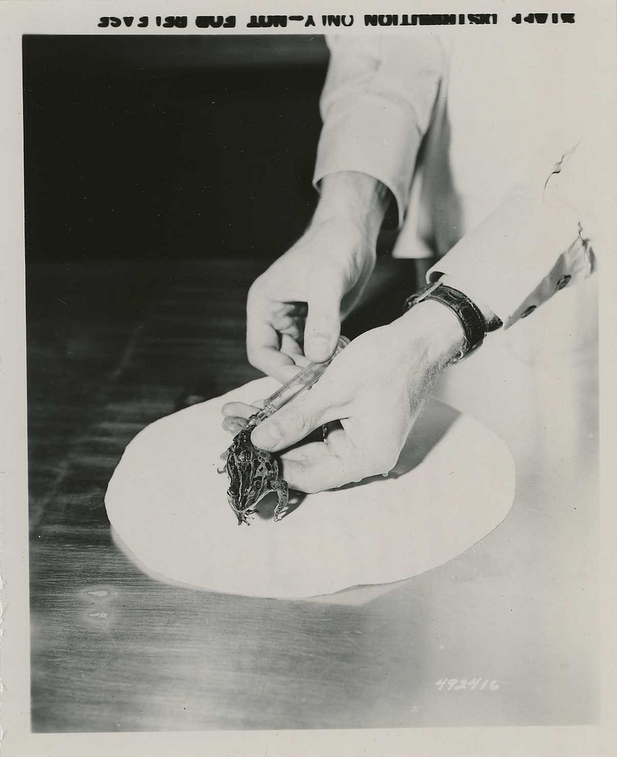 Injection of Sample Urine to the Dorsal Lymph Sac of Frog