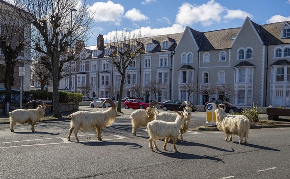 Die Strassen in Llandudno, im Norden von Wales, sind wegen des Coronavirus-Lockouts menschenleer. Was diese Ziegenherde ausnutzt.