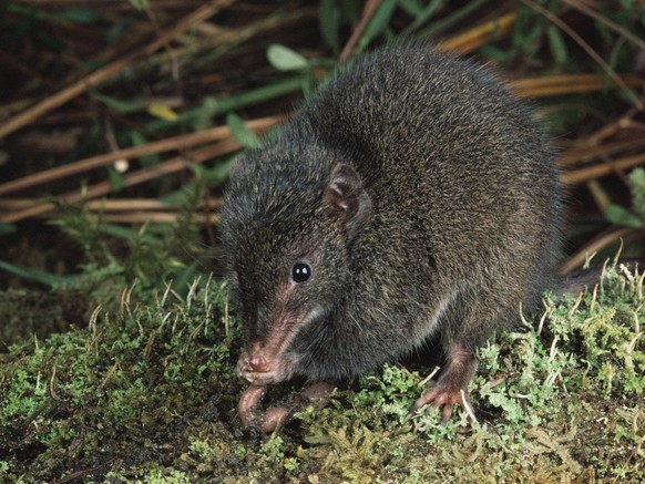 DUSKY ANTECHINUS DUSKY ANTECHINUS Antechinus swainsonii Tasmania, Australia, Credit:Dave Watts / Avalon PUBLICATIONxNOTxINxUKxFRAxUSA Copyright: xDavexWattsx/xAvalonx 0516717737