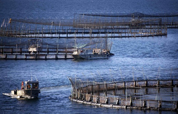 Workers check a pond, which can hold up to 40,000 fish, during a daily inspection of the nets at a Tasmanian salmon farm owned by Huon Aquaculture Group Ltd located at Hideaway Bay, south of Hobart Ju ...