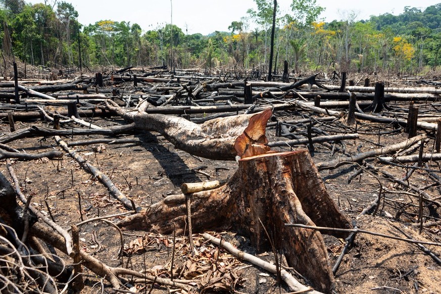 Unter Bolsonaro wird der Regenwald im Amazonas im Rekordtempo zerstört.