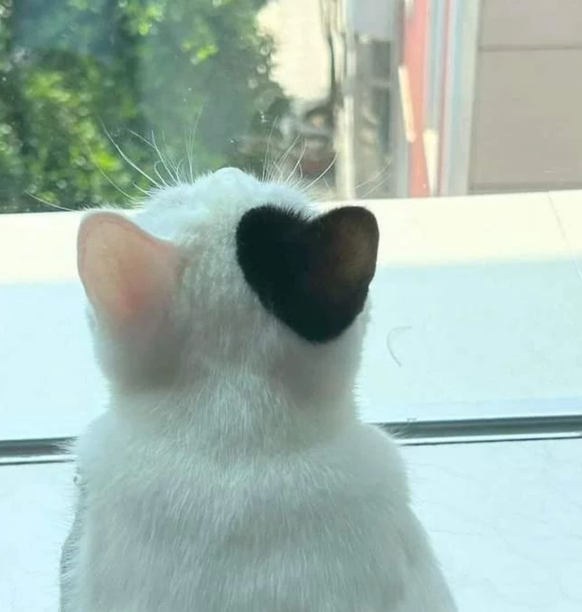 cute news animal cat https://www.instagram.com/p/CsP-dlmKRfs/