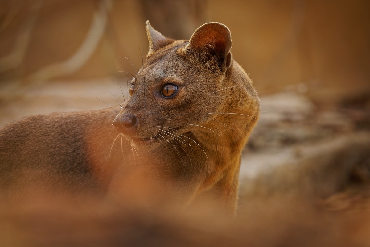 Fossa - Cryptoprocta ferox long-tailed mammal endemic to Madagascar, family Eupleridae, related to the Malagasy civet, the largest mammalian carnivore and top or apex predator on Madagascar. xkwx yawn ...
