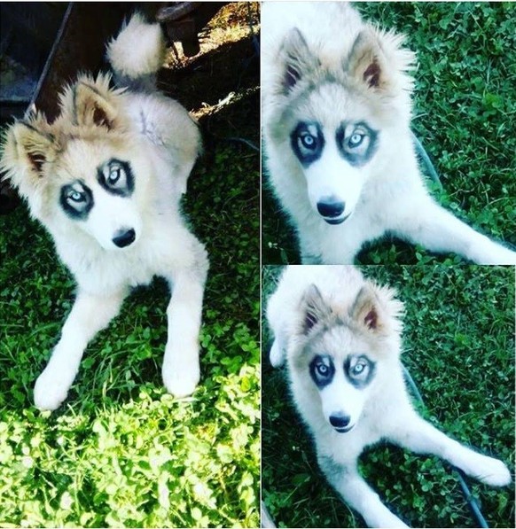 cute news tier hund

https://imgur.com/gallery/7NAjxEr