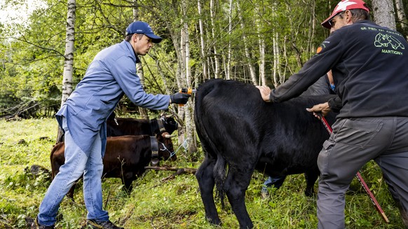 KEYPIX - Jeremy Wittorski, veterinaire du village de Volleges administre un vaccin contre la dermatose nodulaire contagieuse a des vaches de la race d&#039;Herens le mardi 29 juillet 2025 dans un patu ...