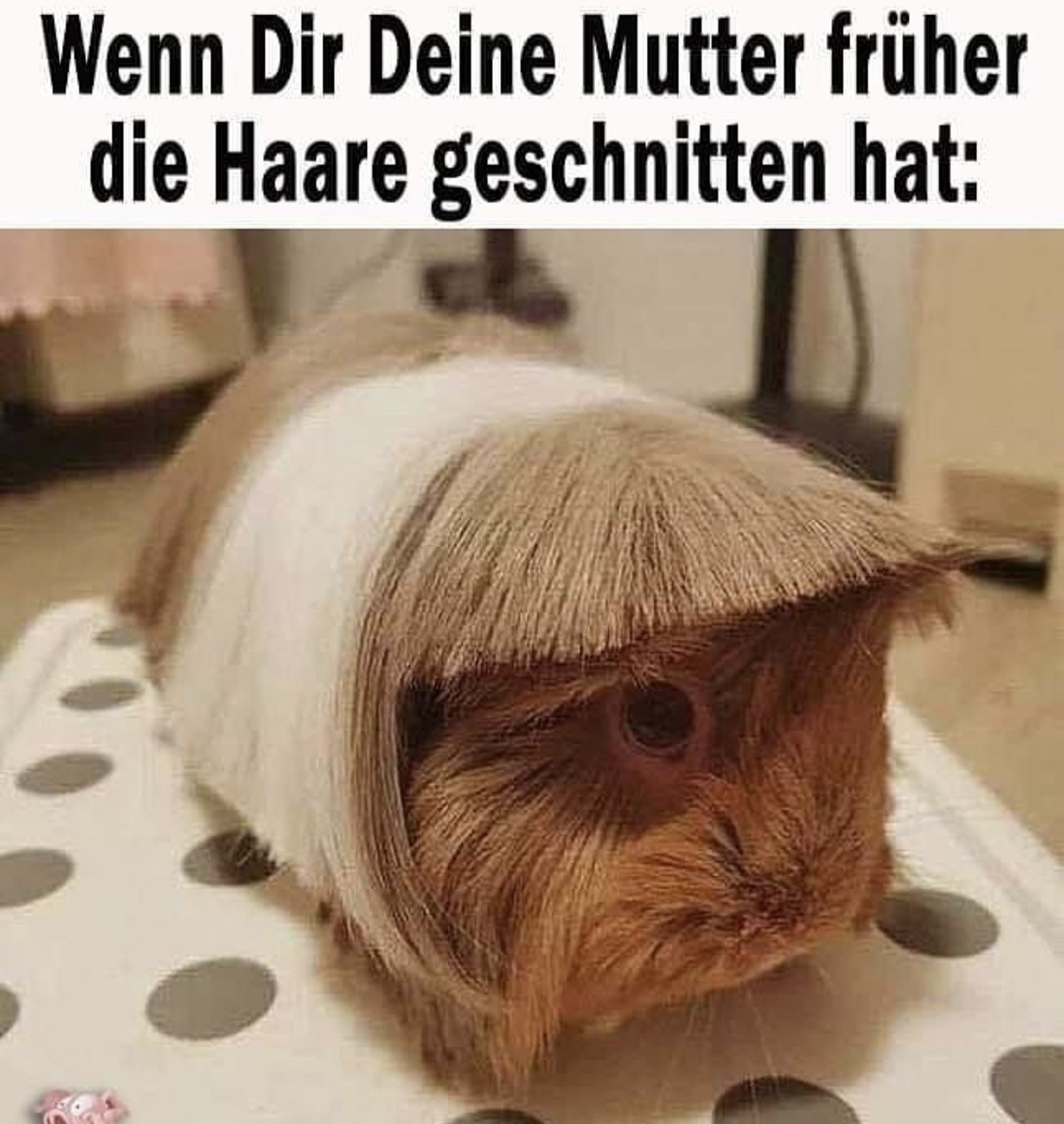 Die Ente hat gesprochen: Hopp. Picdump! 🙃
Wie wir uns alle früher fühlten wenn Mama zur Scherre griff: