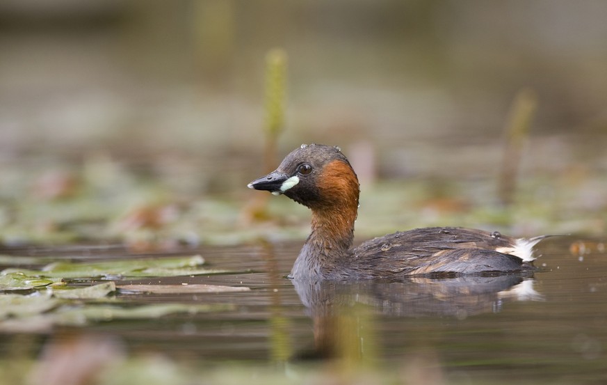 Zwergtaucher