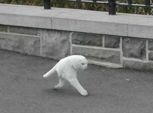 Google View Tiere