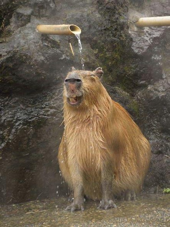capybara tier animal cute news

https://www.reddit.com/r/capybara/comments/r0trcw/happy_cappy/