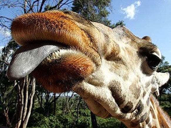 cute news tier giraffe streckt zinge heraus

https://www.pinterest.ch/pin/407857309974628822/