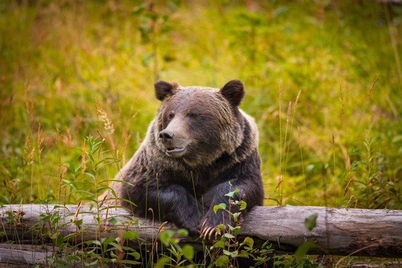 bär im banff nationalpark.