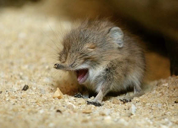 Du brauchst eine Pause? Wie wär&#039;s mit diesen 29 lustigen Tierbildern? \nIst euch aufgefallen, wie CUTE die letzte CN war?
Am Samstag danach (stand 10Uhr), gesamthaft in der ganzen Kommentar-Spalt ...