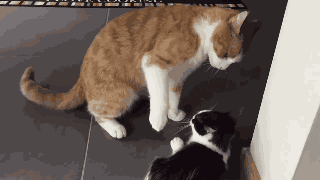 Animiertes GIF