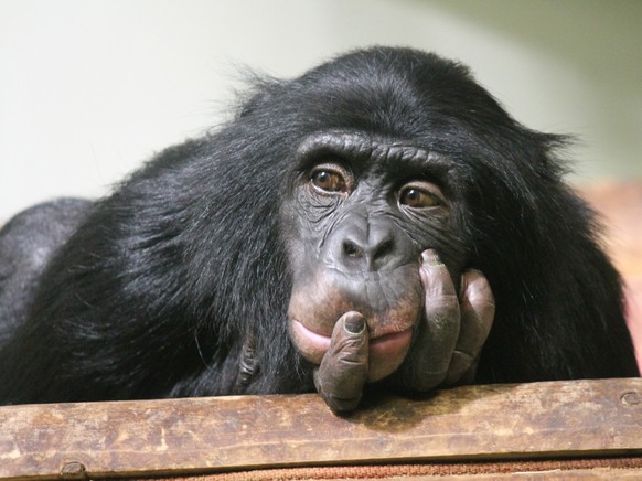 Schimpanse, Affe, nachdenklich (Symbolbild)