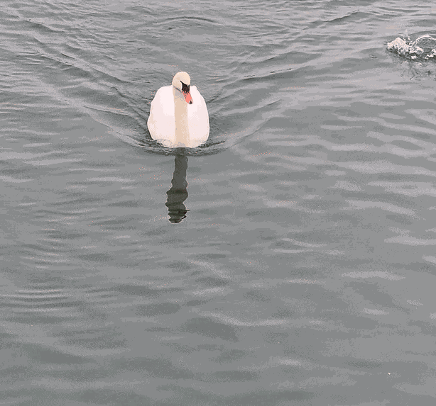 Animiertes GIF