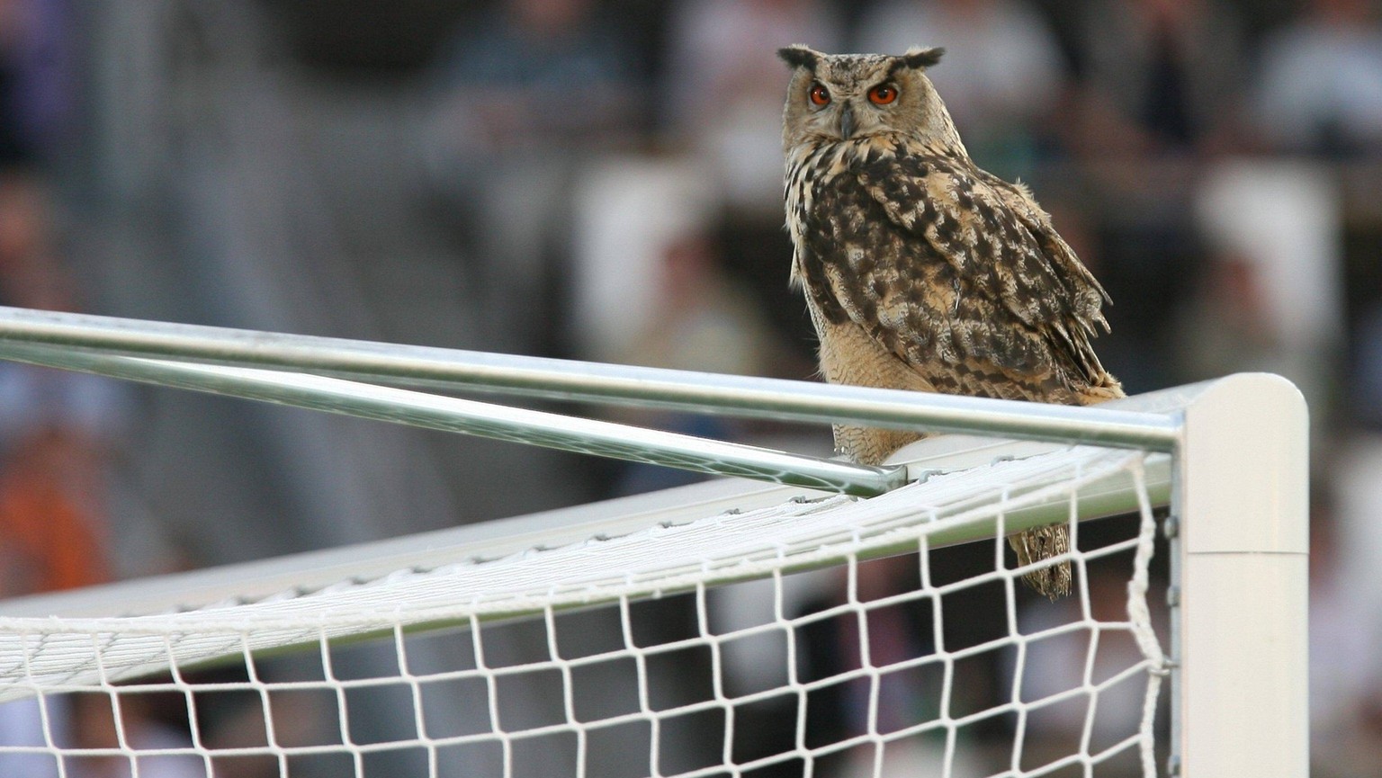 -HELSINKI, FINLAND: An owl pictured on the goal during the Euro 2008 Qualifying match Finland vs Belgium, Wednesday 06 June 2007 in Helsinki. ERICxLALMAND PUBLICATIONxINxGERxSUIxAUTxONLY x6846045x