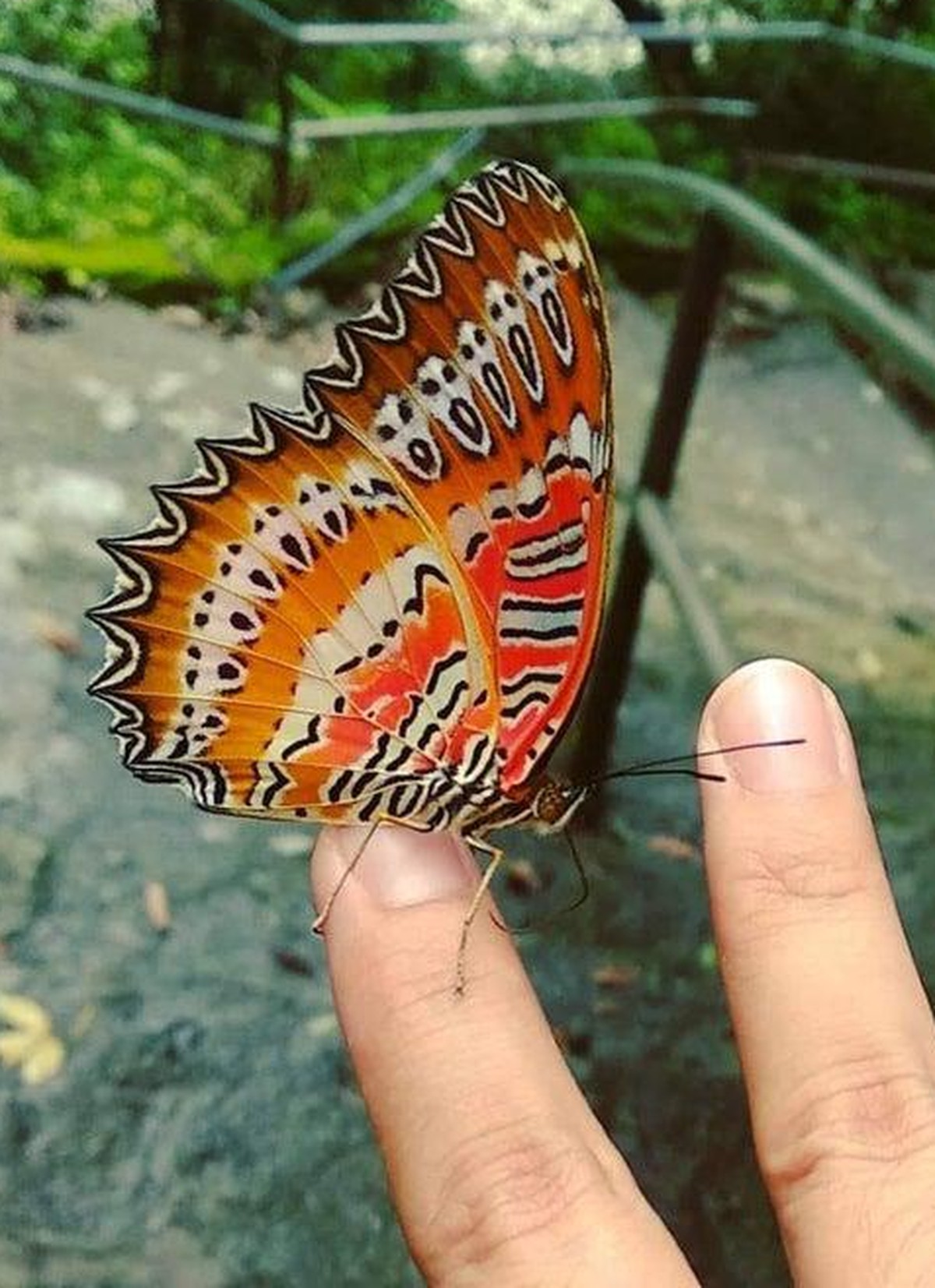 crazy nature