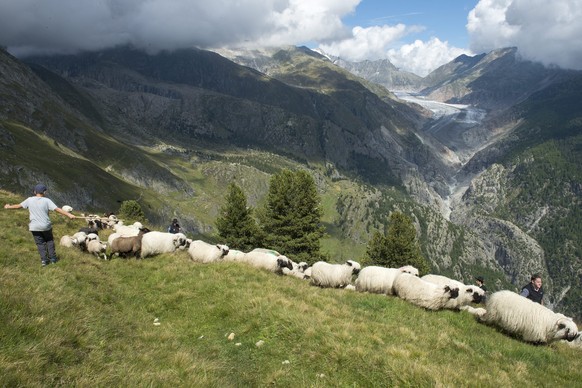 Alpin-Schafe im Wallis