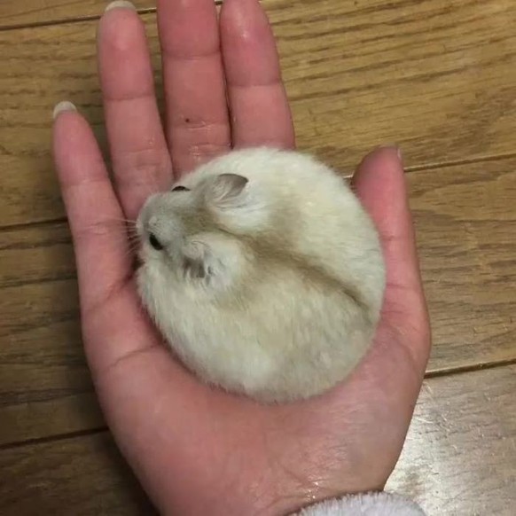cute news animal tier hamster

https://www.reddit.com/r/hamsters/comments/vhgiue/spherical_soft/