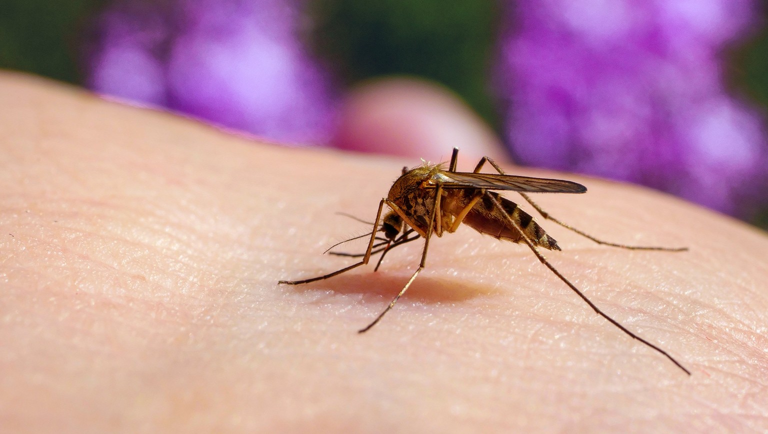 Insektenspray: Experiment zeigt, warum Mücken die besprühte Hand wählen