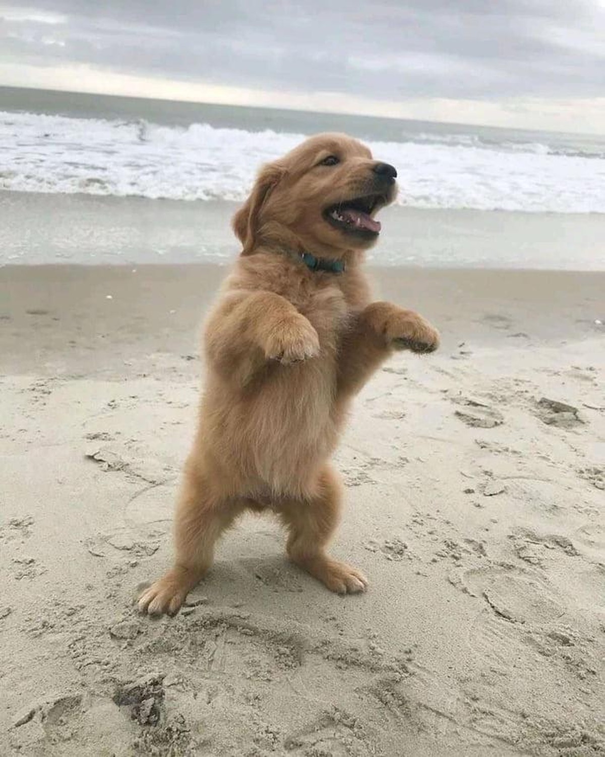 cute news animal tier hund dog

https://imgur.com/t/aww/tKuPxk8