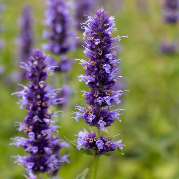 Duftnessel (Agastache rugosa)