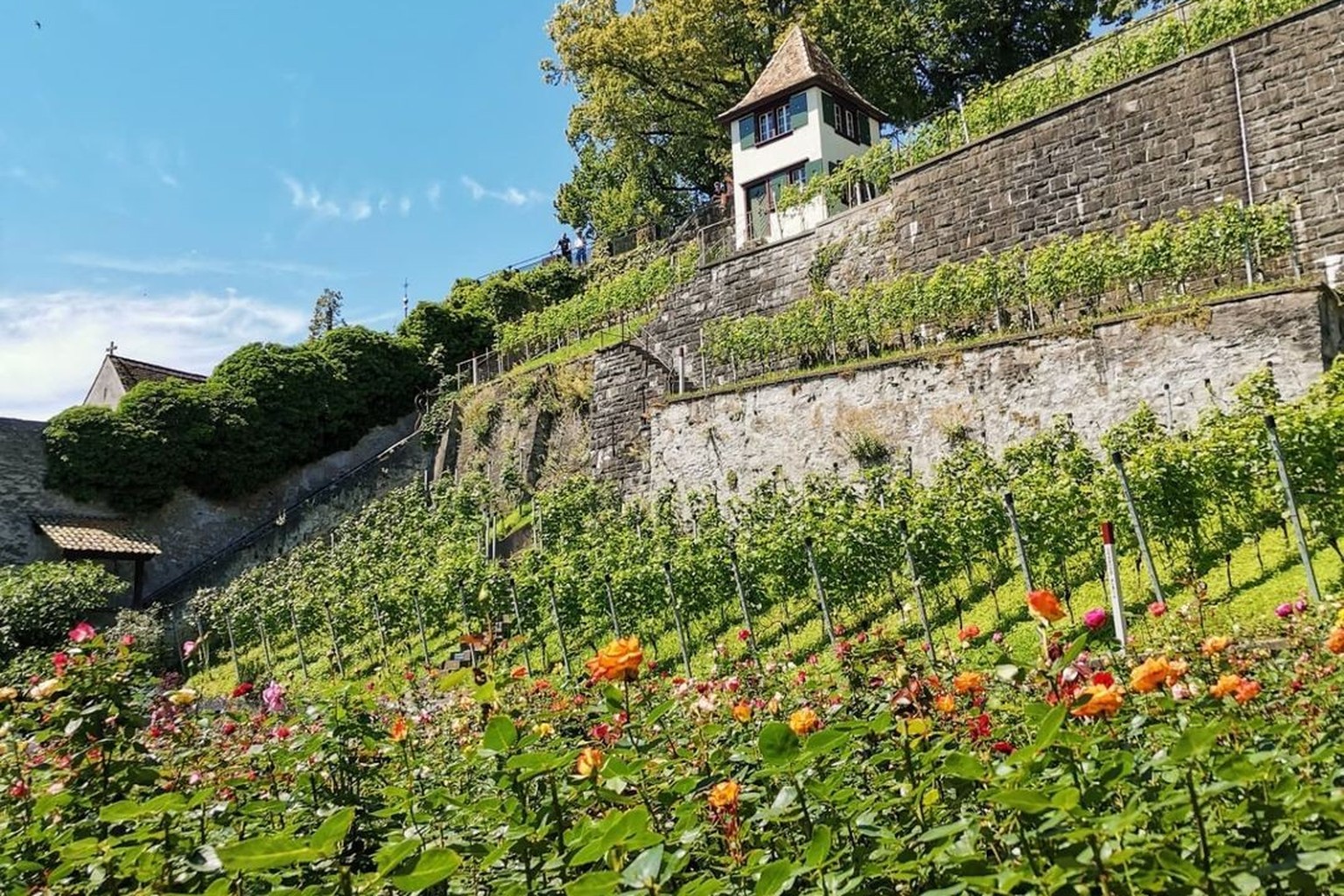 Rauszeit Rapperswil Rosengarten