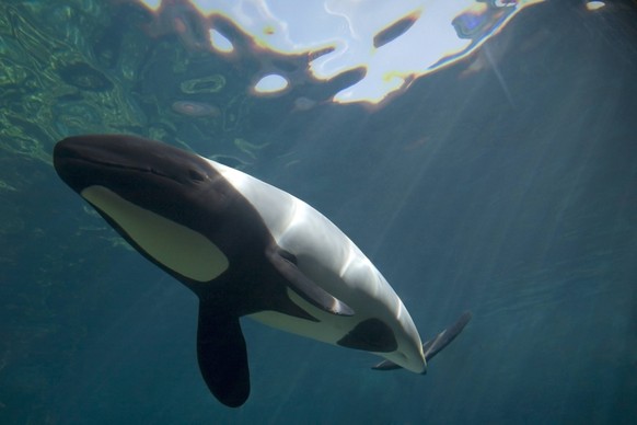 Piebald / Commerson s dolphin (Cephalorhynchus commersonii) captive, from off southern tip of South America. Digital composite PUBLICATIONxINxGERxSUIxAUTxONLY 1175737 DougxPerrine
Piebald Commerson S ...