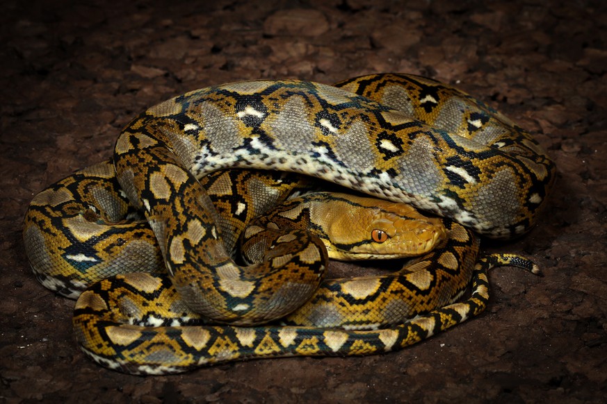 Python molurus bivittatus Tigerpython