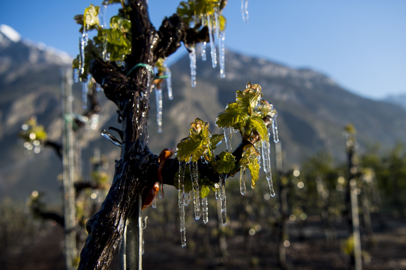 Water is sprayed in a vineyard to protect blooming buds with a thin layer of ice, in the middle of the Swiss Alps mountains, in Saxon, Canton of Valais, Switzerland, Thursday, April 20, 2017. Due to u ...