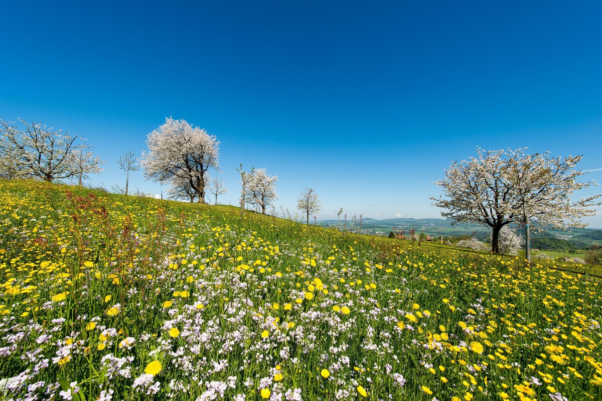 Rauszeit Blütenzauber Kirschblüte Zug/Allenwinden/Menzingen Neuhof