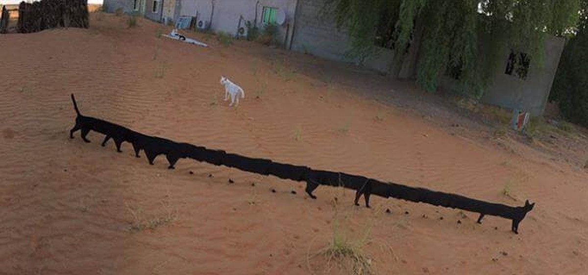 Panorama-Fails Tiere