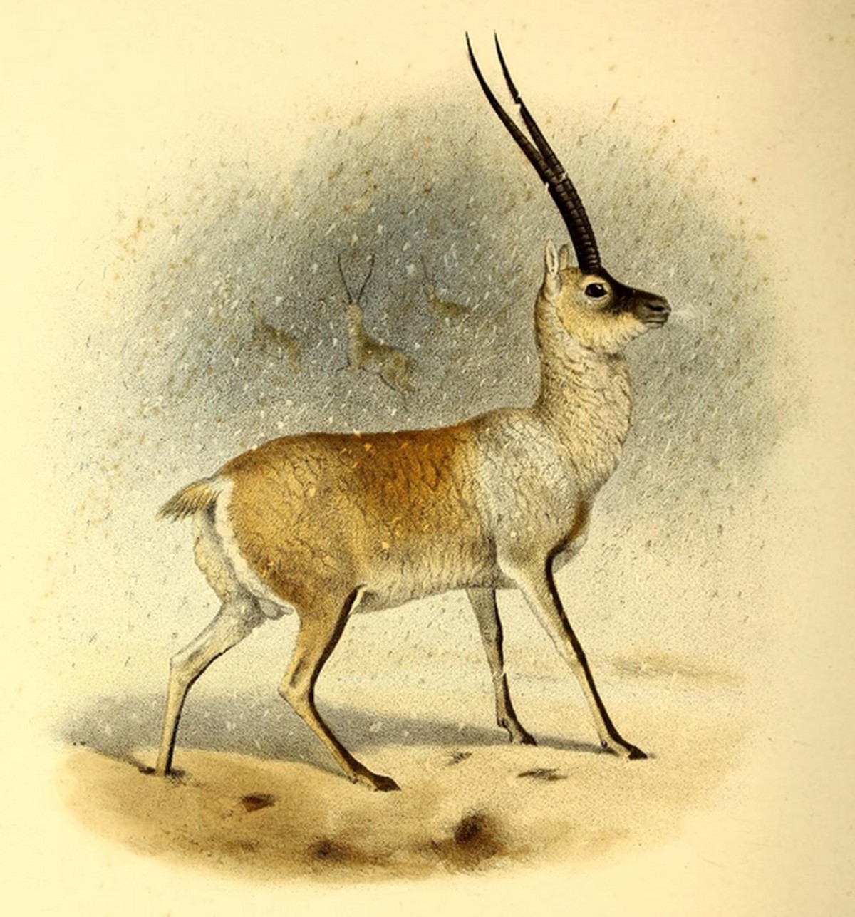 Die Tibetantilope.